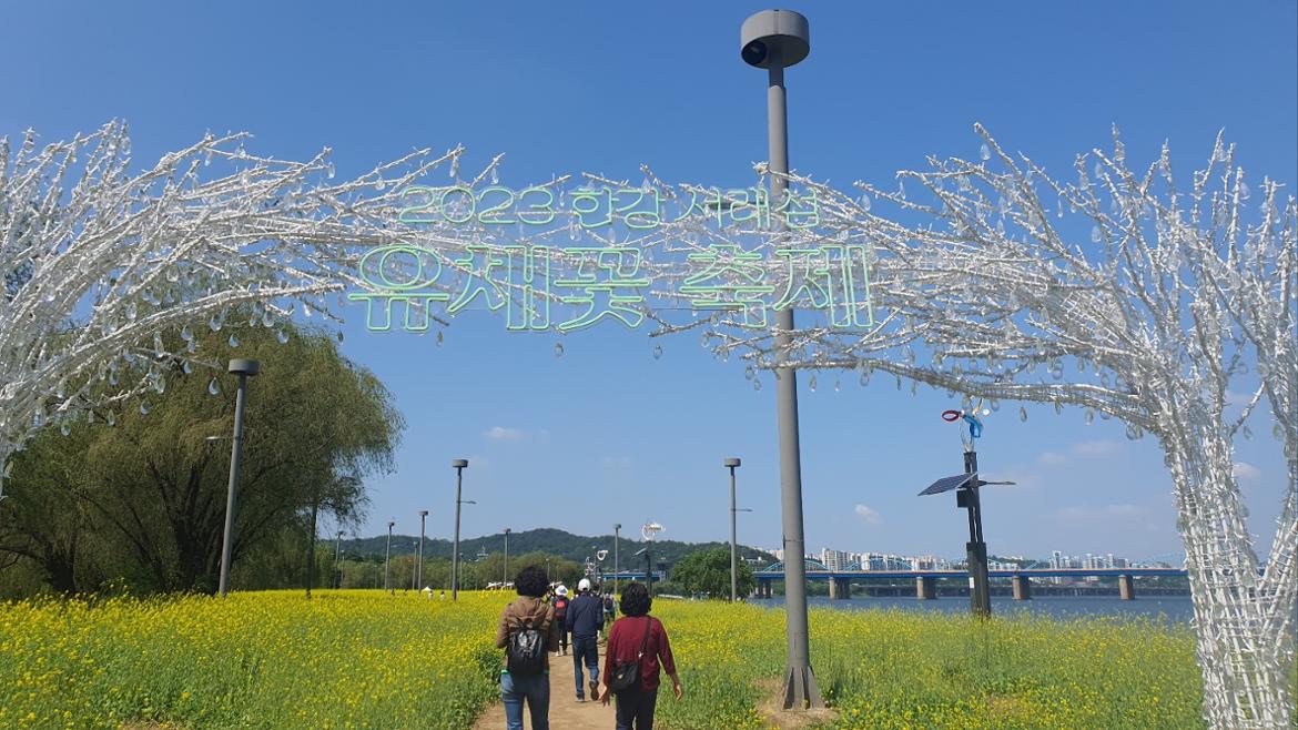 유채꽃길.jpg