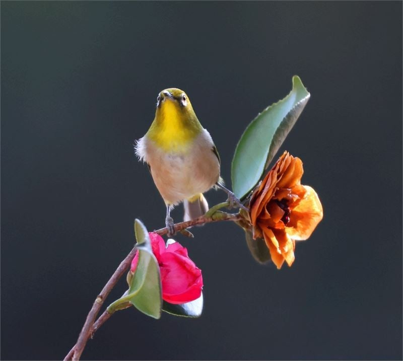 image04.png